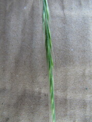 Festuca myuros