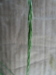 Festuca myuros