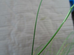 Festuca myuros