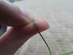 Festuca myuros