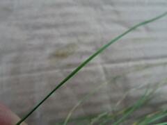 Festuca myuros