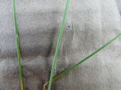 Festuca myuros