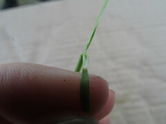 Festuca myuros