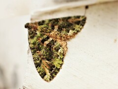 Austrocidaria similata