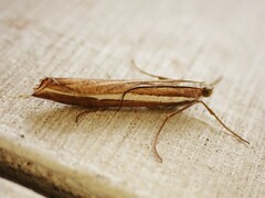 Orocrambus vittellus