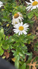 Leucanthemum maximum