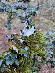 Cryphaea heteromalla