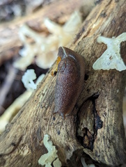 Parmacochlea balios