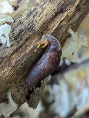 Parmacochlea balios