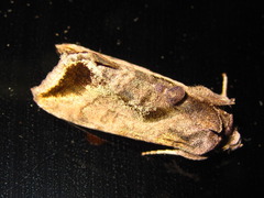 Anadevidia peponis