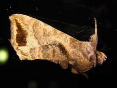 Anadevidia peponis