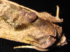 Anadevidia peponis