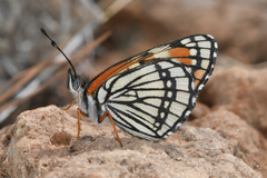 Chlosyne coronado coronado