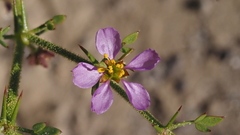 Fagonia pachyacantha