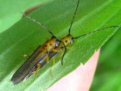 Oberea tripunctata