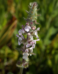 Stachys rigida