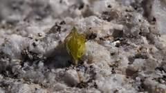 Johnstonella holoptera