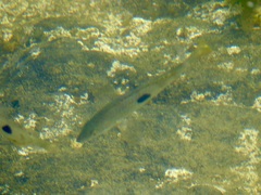 Notolabrus celidotus