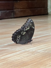 Morpho helenor
