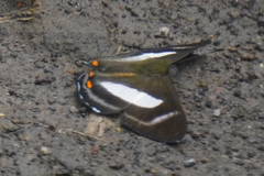 Siseme alectryo spectanda