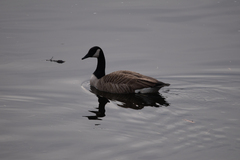 Branta canadensis