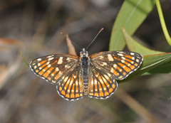 Chlosyne coronado coronado