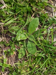Plantago virginica