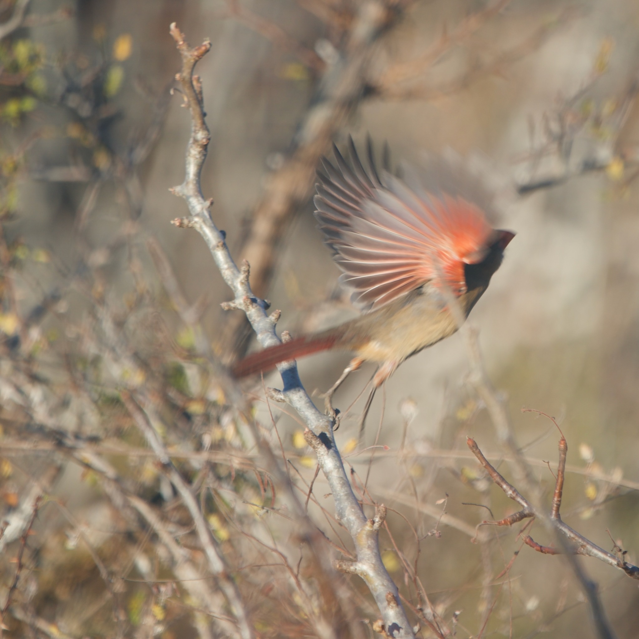 Northern Cardinal (Cardinalis cardinalis)
