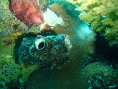 Stolidobranchia