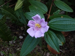 Melastoma septemnervium