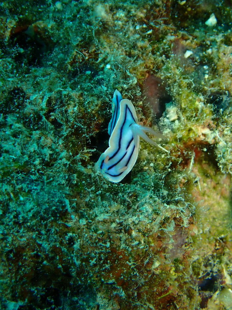 Pyjama Rainbow Dorid