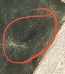 Sphoeroides testudineus