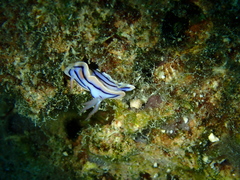 Chromodoris