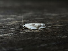 Plectophila discalis