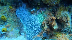 Montastraea cavernosa