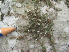 Crassula sinclairii