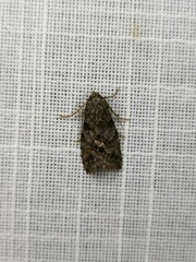 Calathusa cyrtosticha