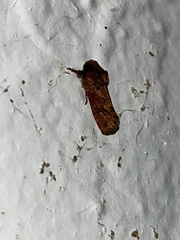 Acrolophus walsinghami