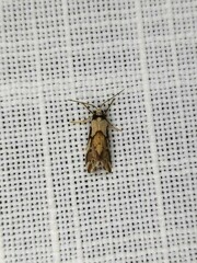 Philenora chionastis