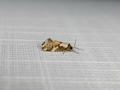 Philenora chionastis