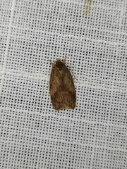 Oligoloba severa