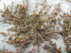 Crassula sinclairii