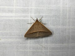 Epidesmia chilonaria