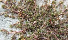Crassula sinclairii