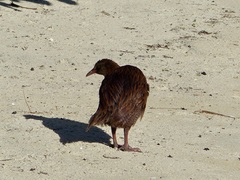 Gallirallus australis scotti