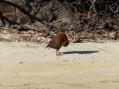 Gallirallus australis scotti