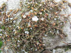 Crassula sinclairii