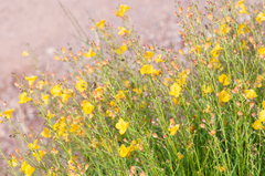 Brachystigma wrightii