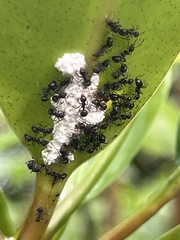 Dolichoderus thoracicus