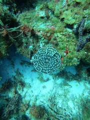 Mycetophyllia